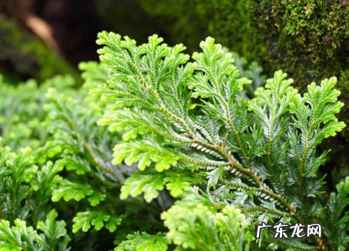 卷柏怎么繁殖方法和注意事项