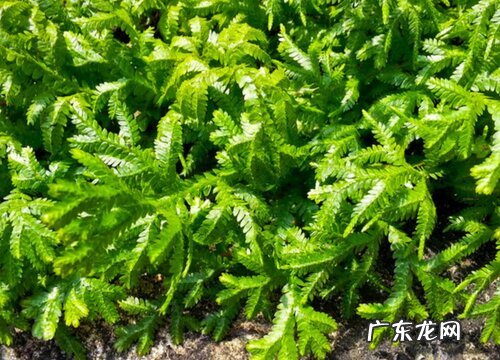 卷柏怎么繁殖方法和注意事项