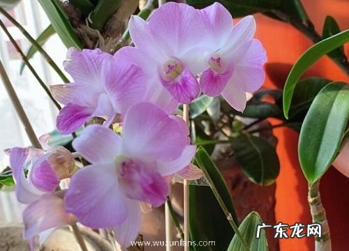 石斛多久开花一次