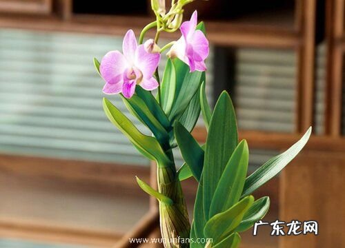 石斛多久开花一次