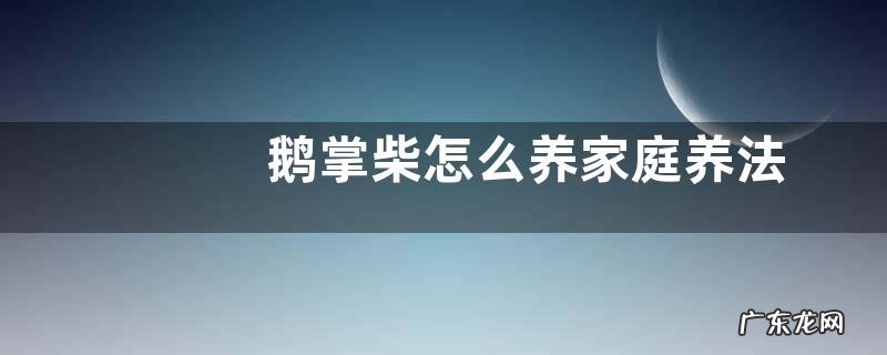 鹅掌柴怎么养家庭养法