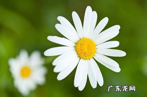 盆栽小雏菊怎么养 养殖方法