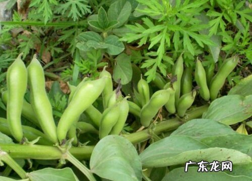青豆几月份成熟上市