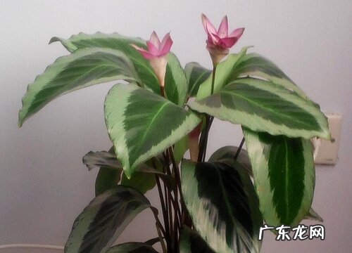 青莲竹芋一年开几次花