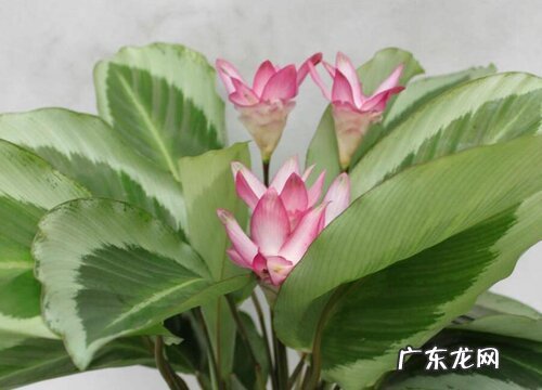 青莲竹芋一年开几次花