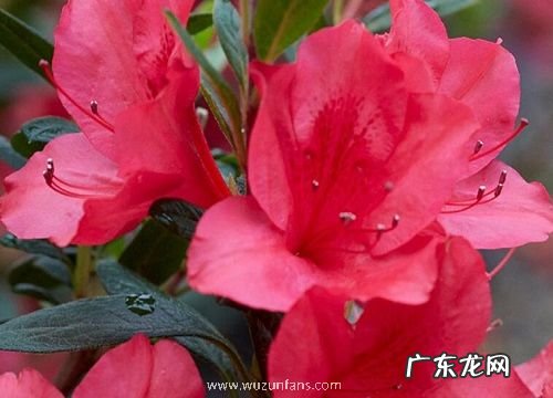 茶叶水适合浇什么花