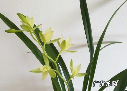 兰花七仙女一年开几次花
