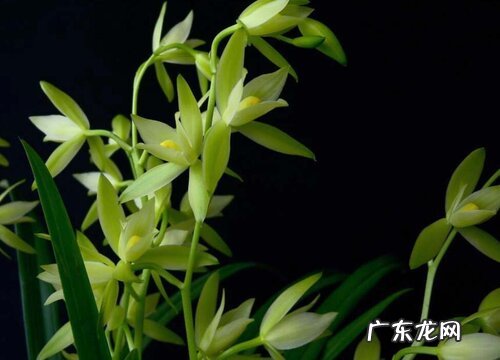 兰花七仙女一年开几次花