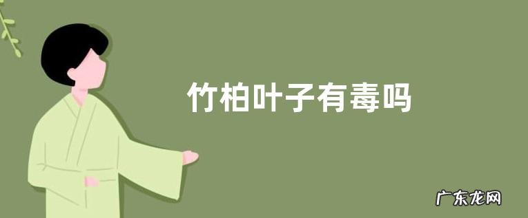 竹柏叶子有毒吗