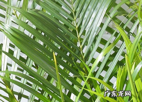 竹柏叶子有毒吗