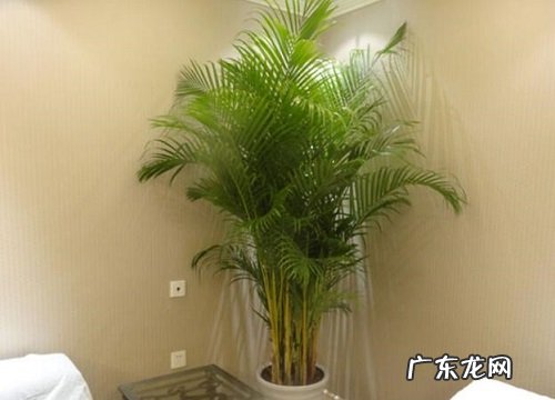 竹柏叶子有毒吗