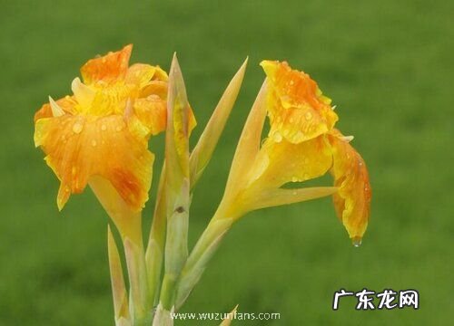 美人蕉一年开几次花