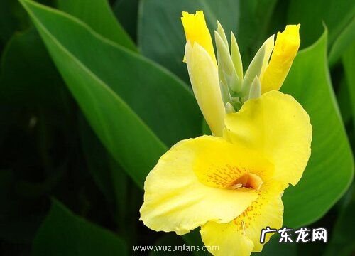 美人蕉一年开几次花