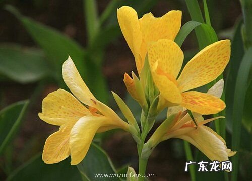 美人蕉一年开几次花