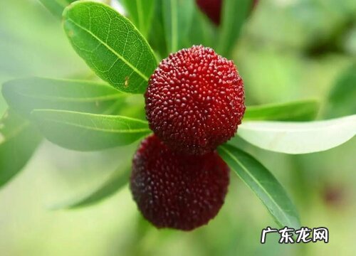 福建杨梅什么时候成熟