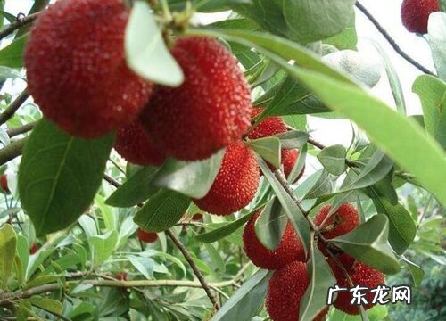 福建杨梅什么时候成熟