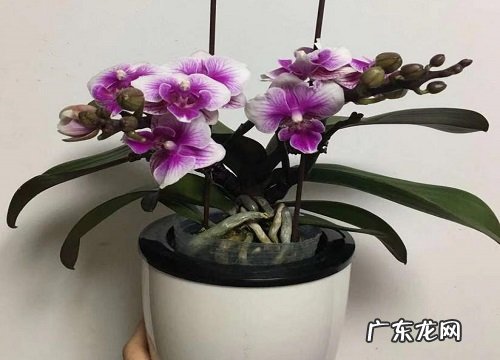 蝴蝶兰是多年生植物吗