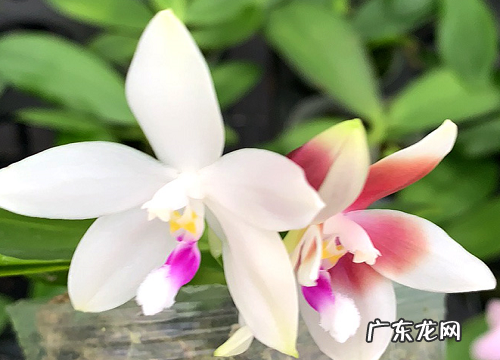 蝴蝶兰是多年生植物吗