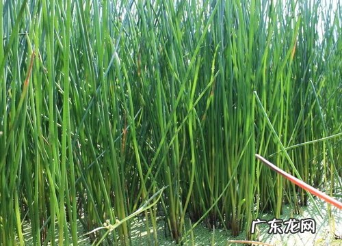 荸荠什么时候成熟