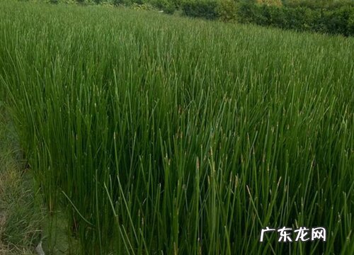 荸荠什么时候成熟