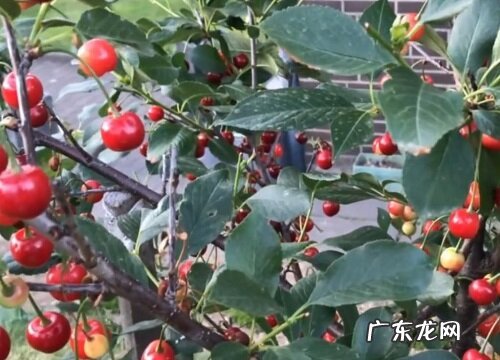 泰安樱桃什么时候成熟