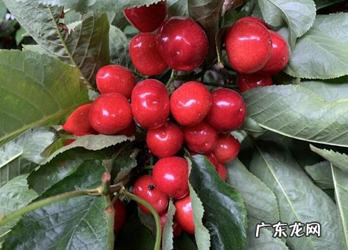 泰安樱桃什么时候成熟