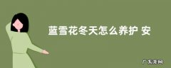 蓝雪花冬天怎么养护 安全过冬的养殖方法