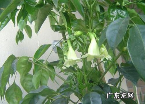 绿宝树会开花吗 养多久才能开花