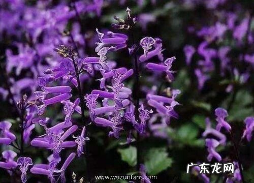 薰衣草一年开几次花