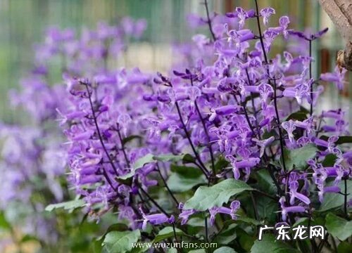 薰衣草一年开几次花