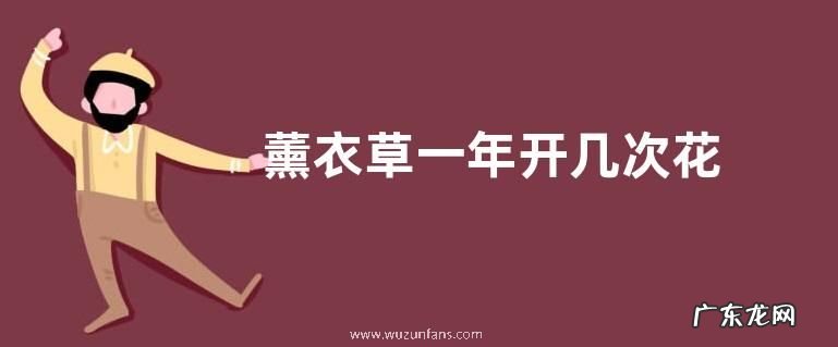 薰衣草一年开几次花