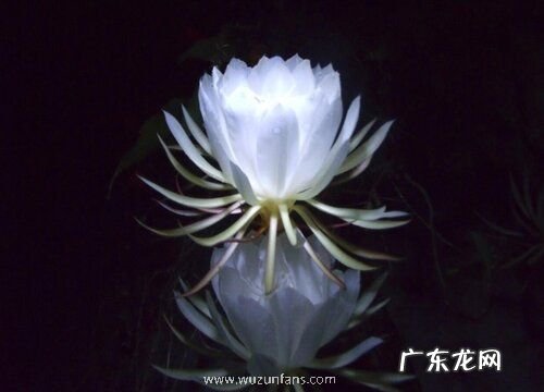 昙花一现一年开几次花