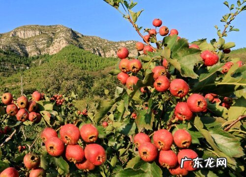 山楂几年结果实