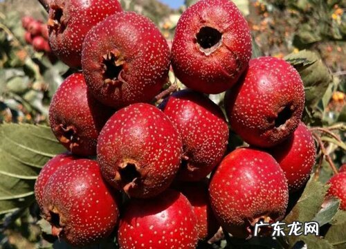 山楂几年结果实