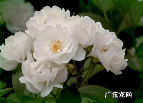 蔷薇花一年开几次花