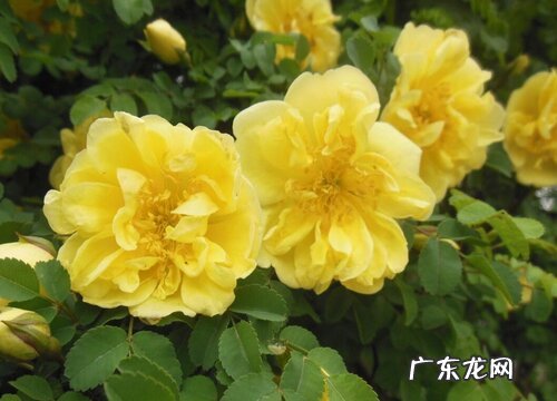 蔷薇花一年开几次花