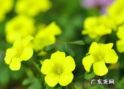 酢浆草与一年开几次花