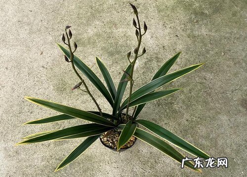 墨兰一年开几次花