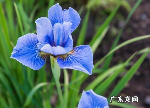 鸢尾草一年开几次花