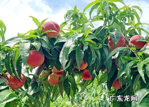 黄泥地适合种什么树