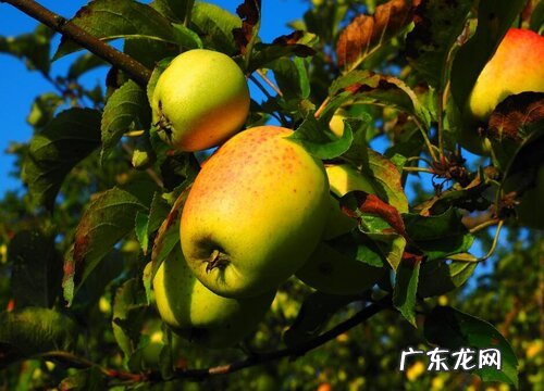 黄泥地适合种什么树