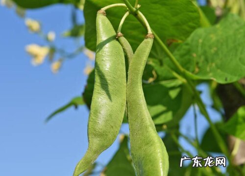 四季豆什么时候成熟