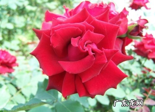 月季一年开几次花