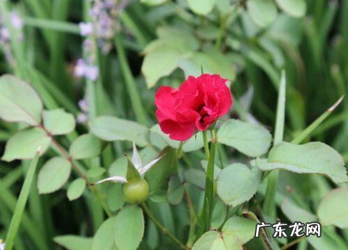 月季一年开几次花