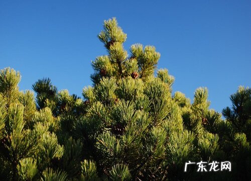 松树喜阴还是喜阳