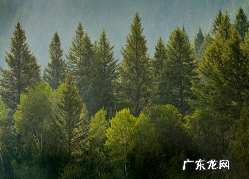 松树喜阴还是喜阳