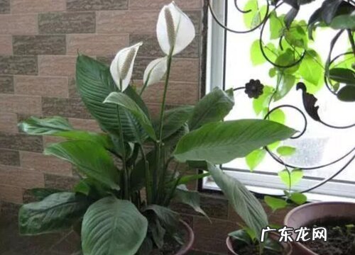 白掌一年开几次花