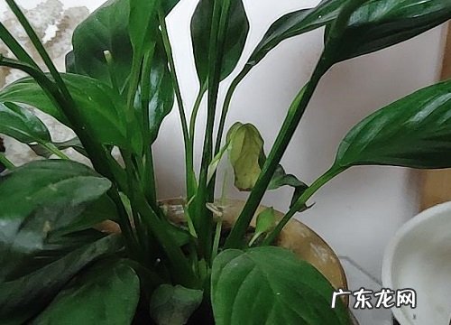 白掌一年开几次花