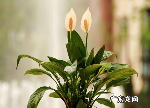 白掌一年开几次花