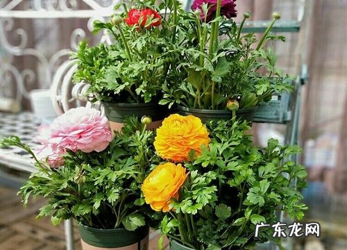 花毛茛一年开几次花
